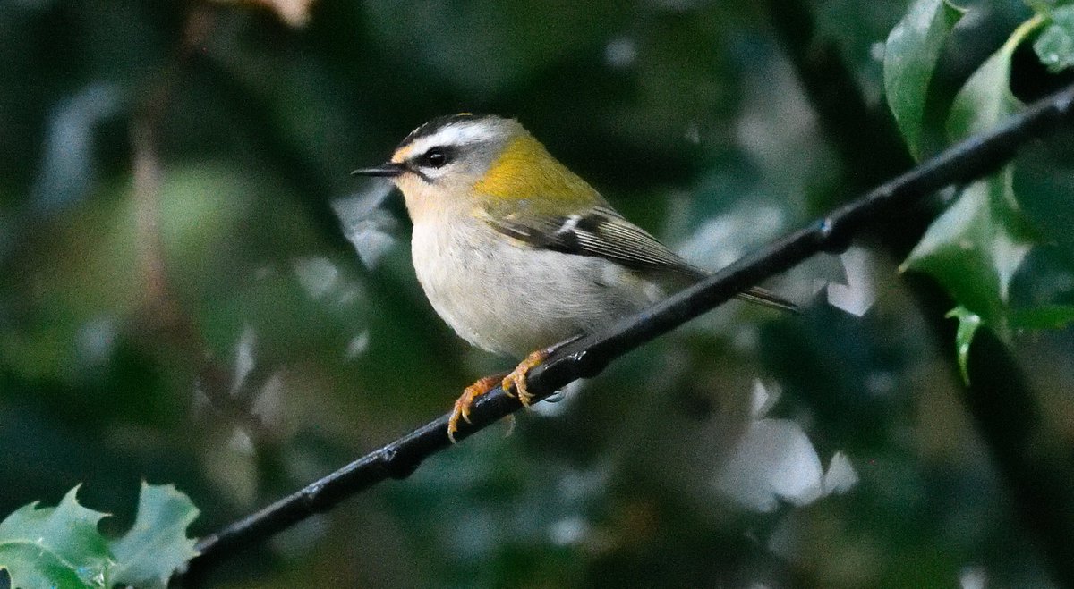 Always nice to see a Firecrest. This one after the rain at Bovingdon Green with <a href="/JamesReader69/">James Reader🏴󠁧󠁢󠁥󠁮󠁧󠁿🐝🎸</a> <a href="/Hertsbirds/">Herts Bird News</a>