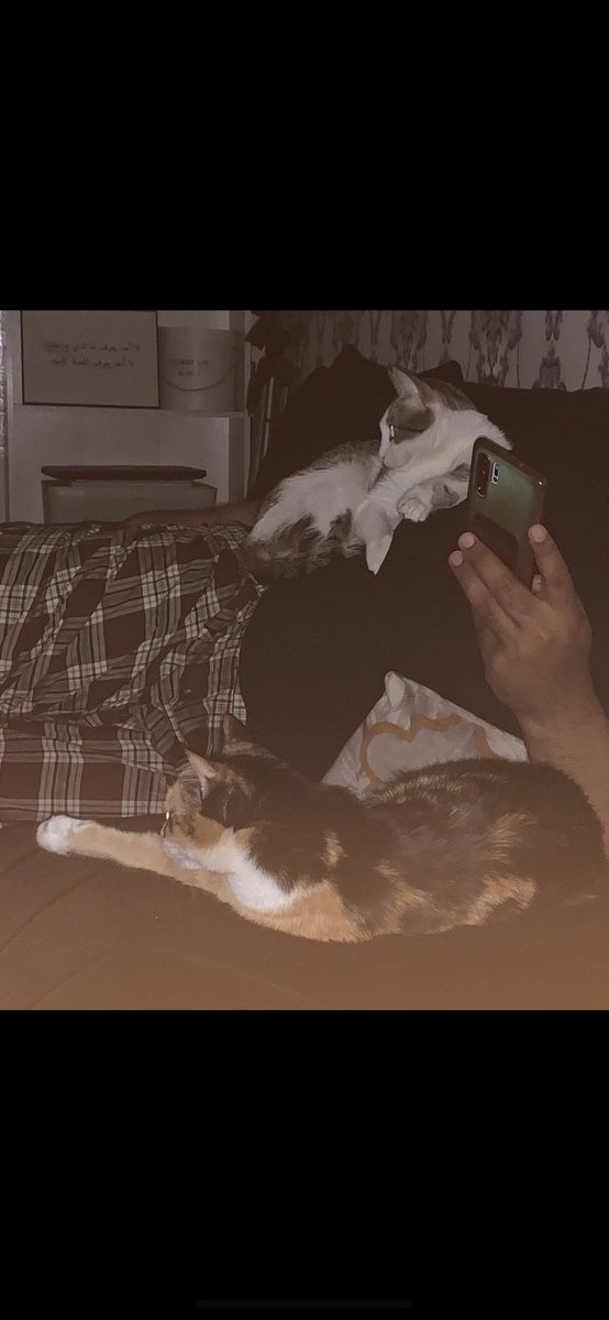 وش السر اللي في القطط والحيوانات ويخلينا نحبهم وننبسط بقربهم؟

حبهم بسيط مايطلبون كثير
كل نظرة منهم فيها طبطبة
حب يجيك من روح صغيرة
تنام على طرفك وتنسى العالم
تهدي القلب اللي ترهقه الدنيا
وجودهم حولنا مو مجرد حُب
هو ❤️❤️(( استشفاء ))❤️❤️

-يتبع