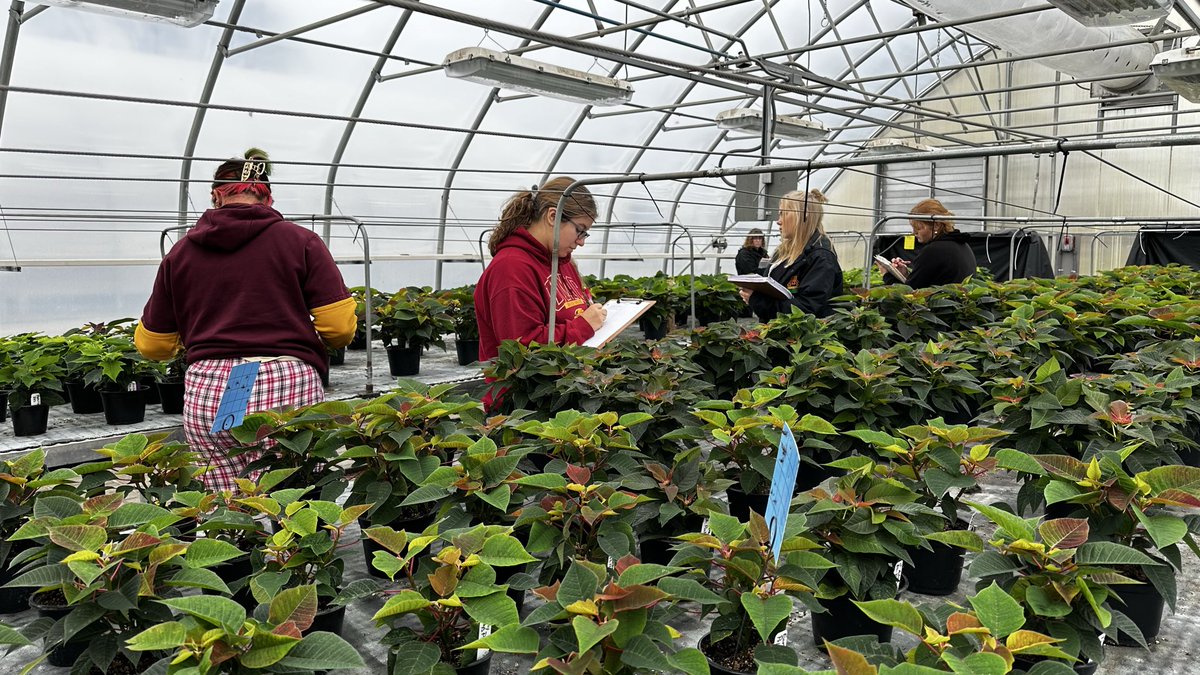 ssbenevenute's tweet photo. Can you schedule a crop? My Commercial Fall Crops students can! 💪🏼
They’ve been mastering crop scheduling, planning timing, growth, and management all the way to market week. And what better crop to learn with than poinsettias! 

These greenhouses have never looked prettier! ❤️ https://t.co/C9n8EDp58T