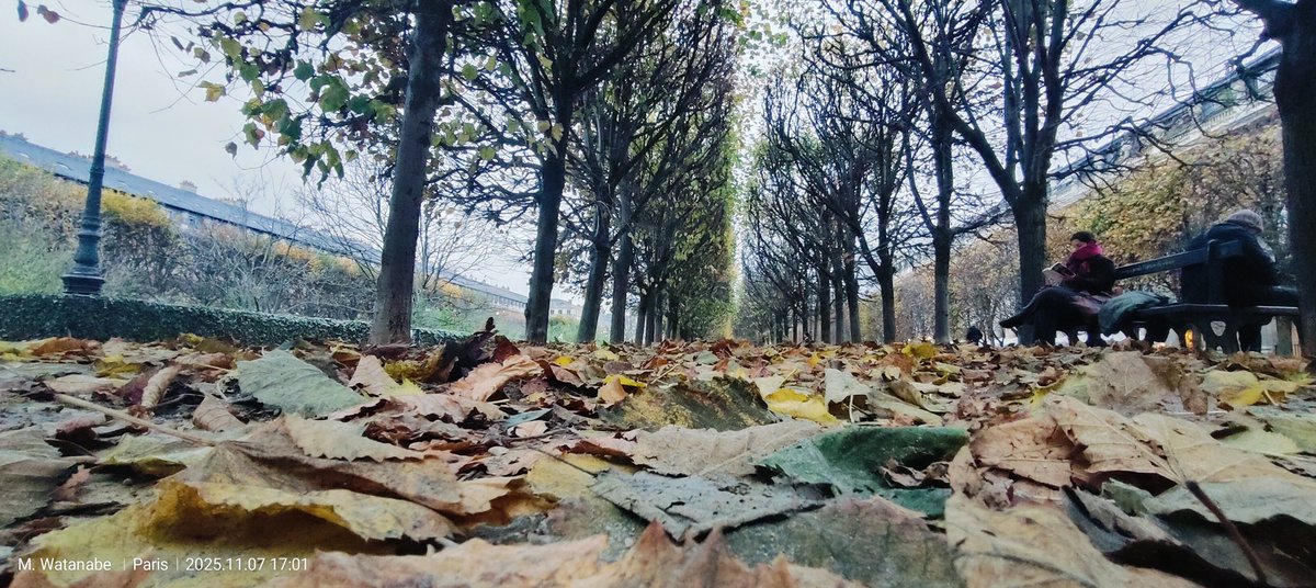 koboshikun's tweet photo. Paris se pare de couleurs hivernales. https://t.co/952pLYF8Nn