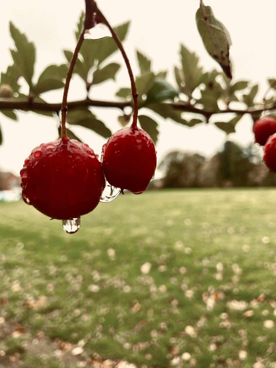 high stride society tweet media