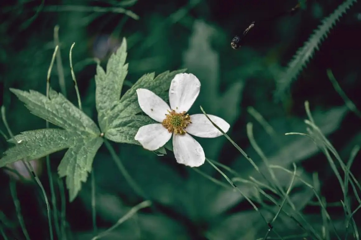 JonSVautour's tweet image. Nature&apos;s tiny masterpiece: a delicate white bloom glowing in the green.  What&apos;s the most beautiful flower you&apos;ve spotted in the wild? Share below! #NaturePhotography #Wildflowers #SpringVibes