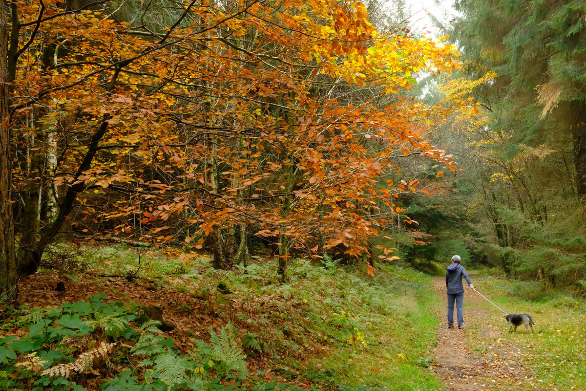 WaltonBob's tweet photo. This morning, in Dalby Forest, at the Adder Stone to capture autumn colours in #fujifilm Velvia/VIVID, ISO-3200. https://t.co/kEiWN57jCU