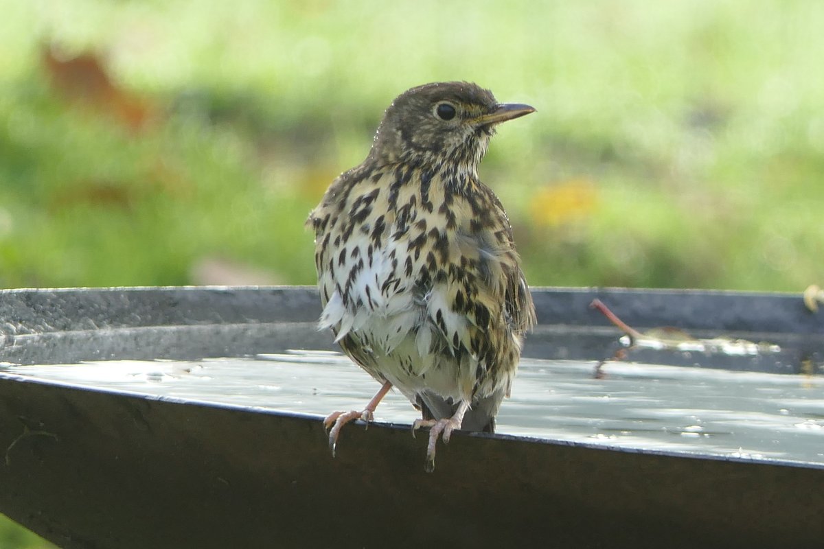 Birding Seaton Valley
Vicarage Garden
Song Thrush at the Waterbowl this afternoon