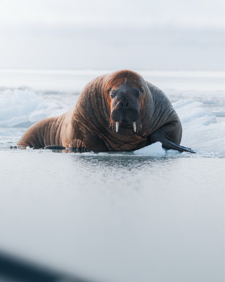 Did you know walruses can sleep underwater? 🌊🦭

When ice or land is scarce, they use inflatable throat pouches—like built-in air pillows! Holding up to 50 litres of air, these sacs let them drift upright and snooze safely in the freezing Arctic sea ❄️