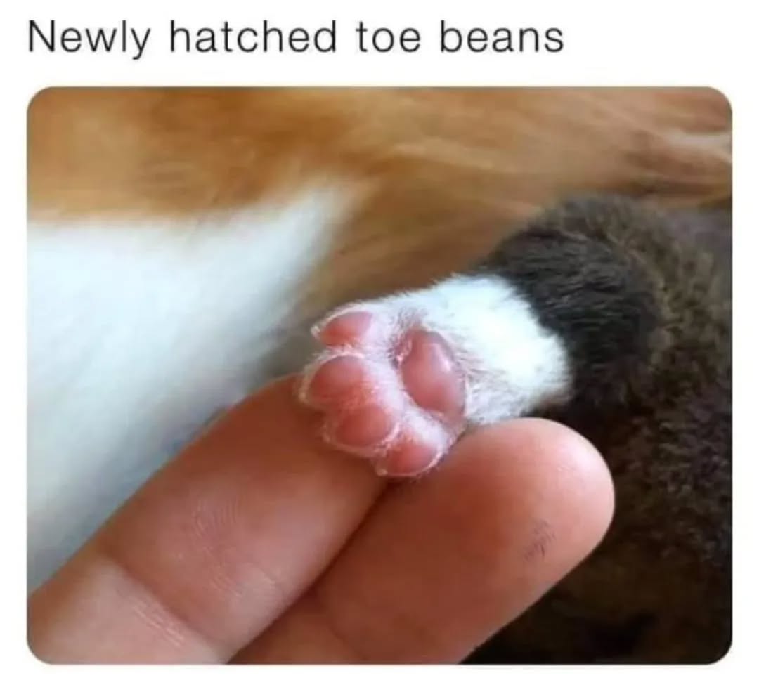 baby beans