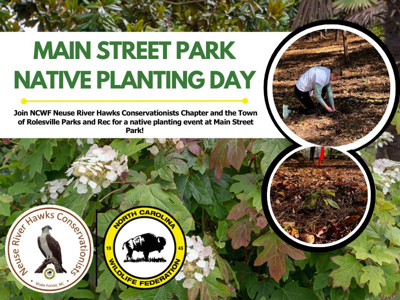 RolesvilleNCPR's tweet photo. 🌿 Help bring native beauty back to Rolesville! 🌿

Join us  tomorrow | 9AM–12PM at Main Street Park for a Native Planting Workday with the NCWF Neuse River Hawks.

We'll plant native shrubs to support local wildlife 🐝🌸

#rolesvillenc #nativeplanting #NCWildlifeFederation https://t.co/pCC2sSY9F1