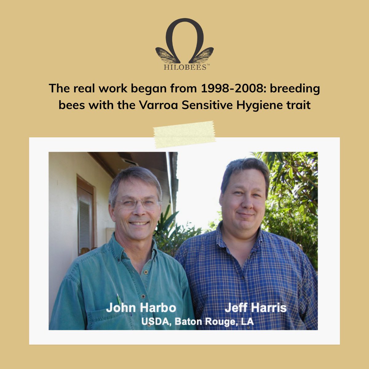 ProjectApism's tweet image. From 1998–2008, researchers bred bees with the Varroa Sensitive Hygiene (VSH) trait, using instrumental insemination to select the strongest resistance. In 2001, VSH genetics moved beyond the lab, a key step toward bees that can truly stand up to mites.

#HiloBees #BeeBreeding