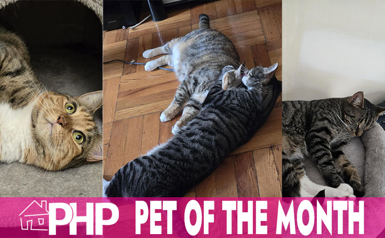 November's #PetsOfTheMonth are Soroya Brantley's cats, Reggie and Daphne! How cute is this duo?
#FunFriday #PHPNY #NYCourts #AppellatePrinting #AppellateServices