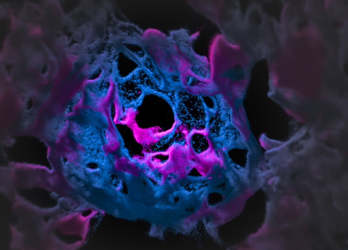 LoicRolas's tweet photo. 🚨 We’re hiring a BHF-funded Postdoc at QMUL! Join our team to study vascular ageing &amp; immune dysregulation. 
📍 Charterhouse Square, QMUL (London) 🔬 In vivo &amp; confocal skills 
🗓️ Deadline: 18th of Nov 2025 
Apply 👉 https://t.co/EKPgLofoIm #Postdoc #Hiring #AgeingResearch https://t.co/H4QUDP82Nb