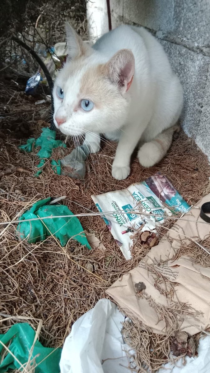 Gato encontrado en #Aspe 
Zona estudiantes 
¿Lo conoces?