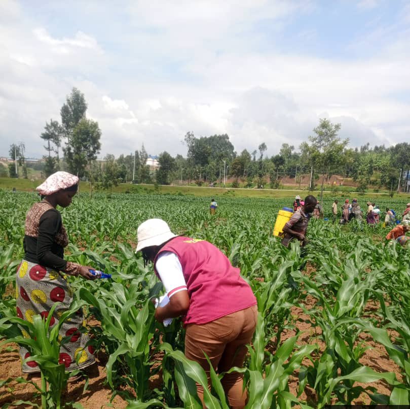 YEAN - Agriculture Extension & Advisory Services tweet media