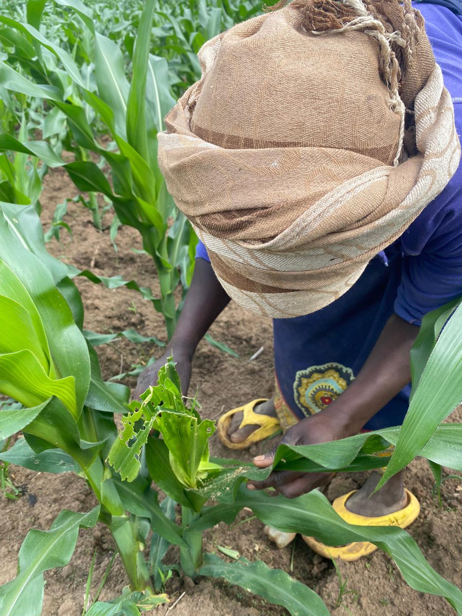 YEAN - Agriculture Extension & Advisory Services tweet media