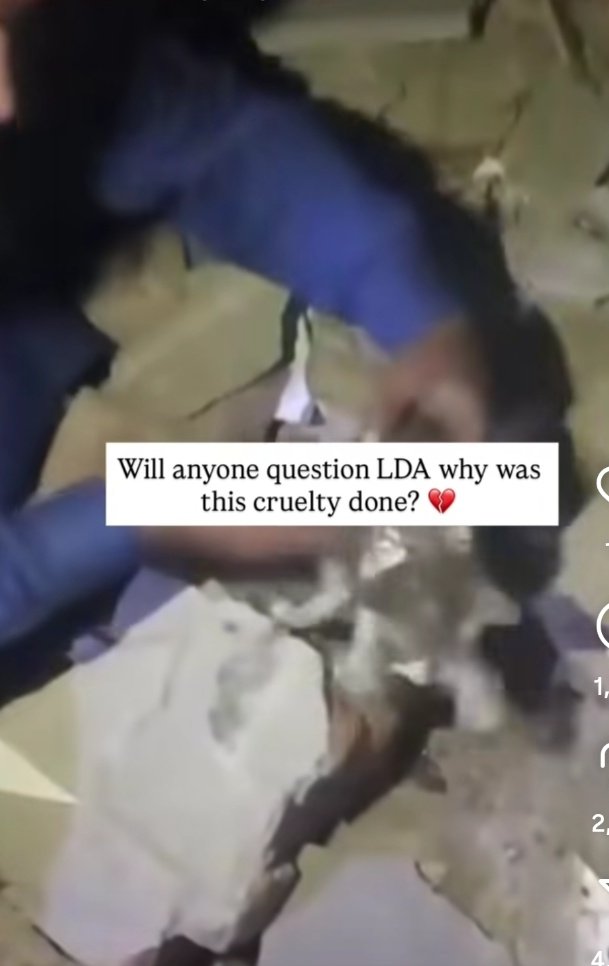 itx_Nobita7's tweet image. Henious act by LDA💔 Innocent Pets were killed drastically