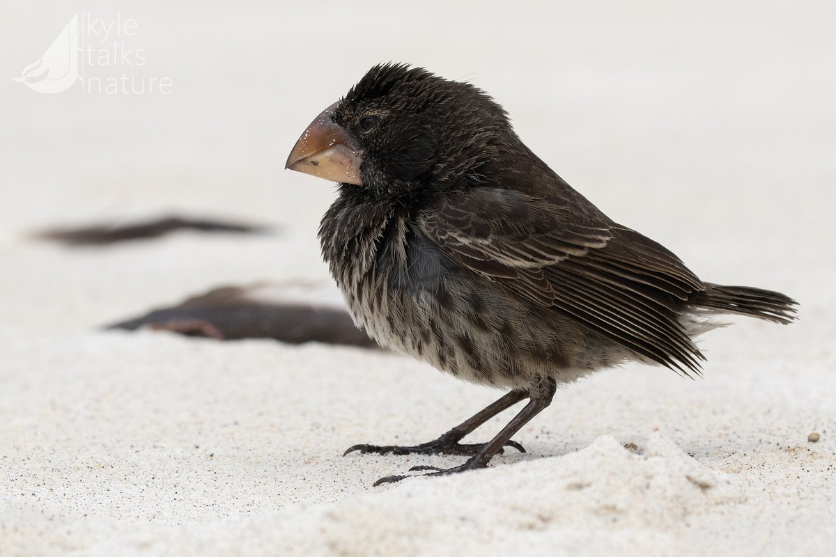 Kyle Horner tweet media