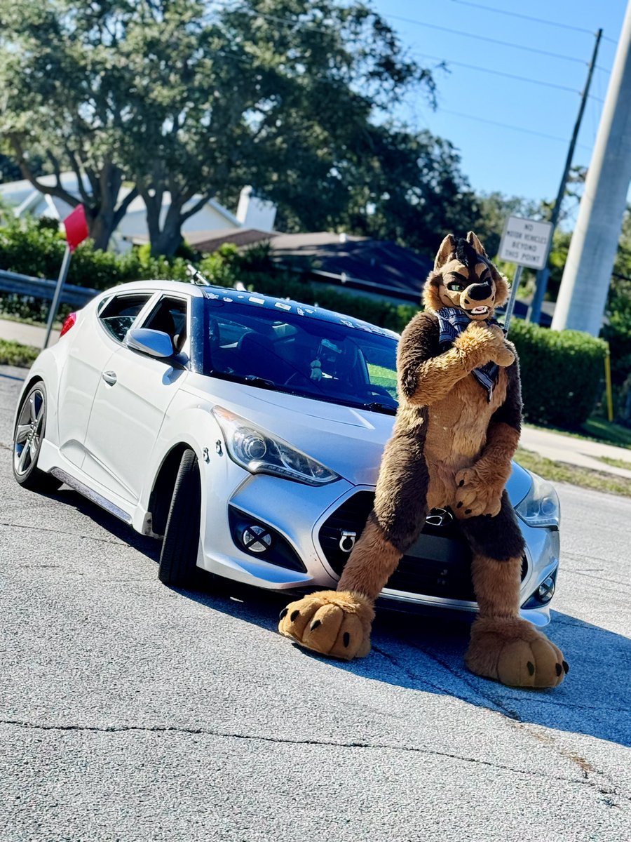 I wanted to do this FOREVERR, A dog with a car for this #Fursuitfriday ! 
-
📸 - <a href="/ringohyena/">🐾Ringo🐾</a>