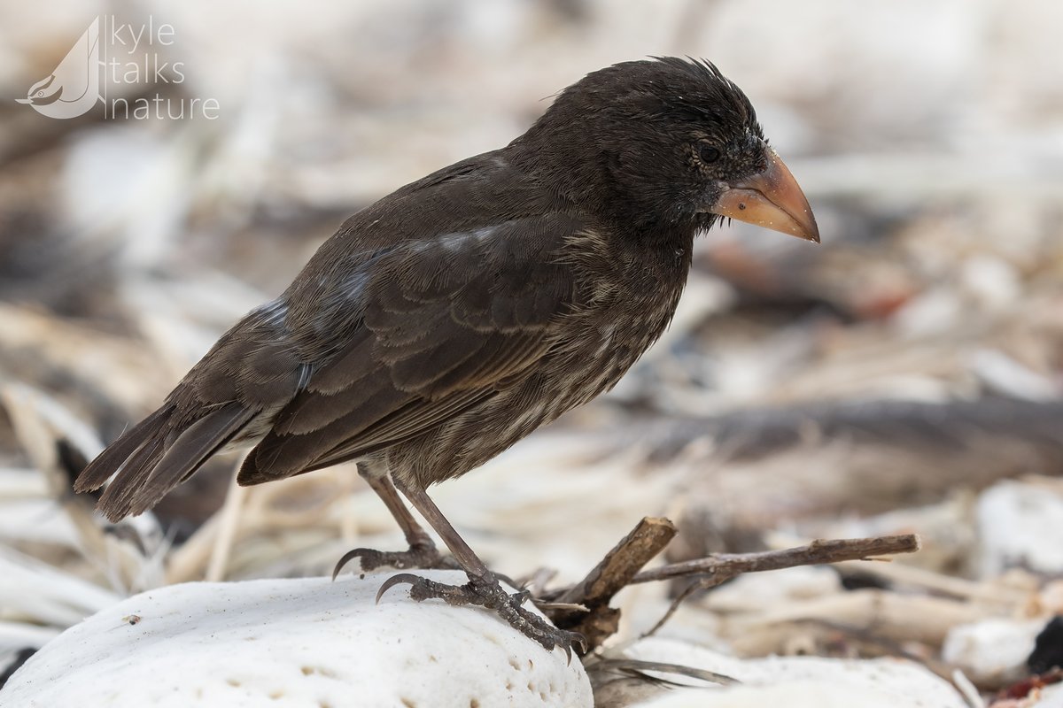 Kyle Horner tweet media