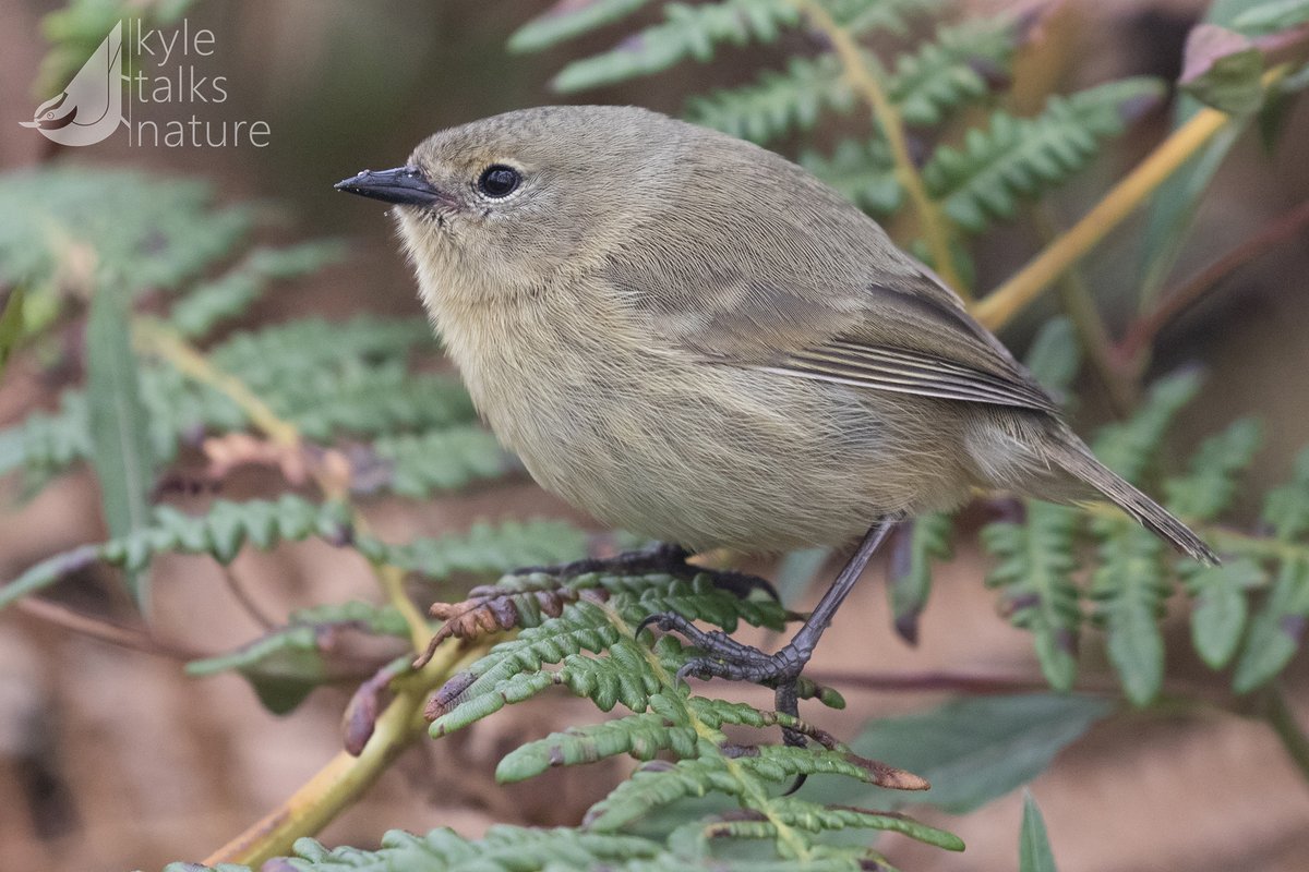 Kyle Horner tweet media