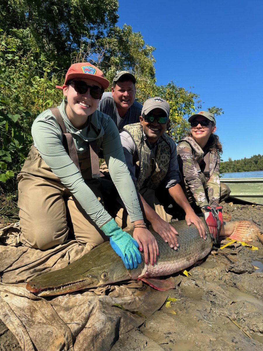 TheGarLab's tweet image. Beyond Minnesota, #GarLab contributes to research much further down the Mississippi River! In partnership with The Nature Conservancy in Mississippi, we study gar ecology and life history in floodplain habitats. #GarWeek