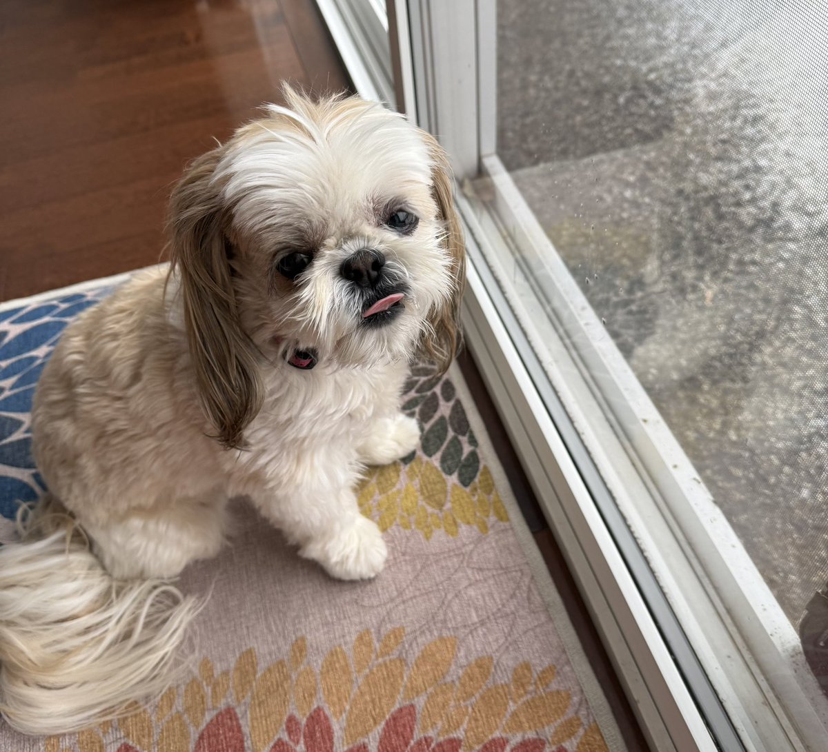 MingxiTzu 🇨🇦 tweet media