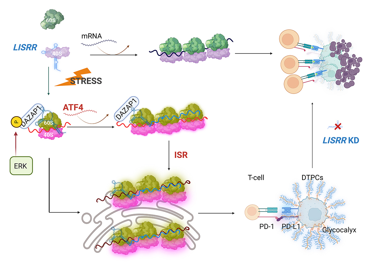 Cinque, Verheyden, Adnane et al. <a href="/LeucciLRCB/">Eleonora Leucci</a> showed that the #lncRNA LISRR contributes to the emergence of #melanoma clones resistant to the immune attack by assembling #specializedribosomes at the ER. hubs.la/Q03SccSR0 

🎥 See video summary: hubs.la/Q03SccRl0