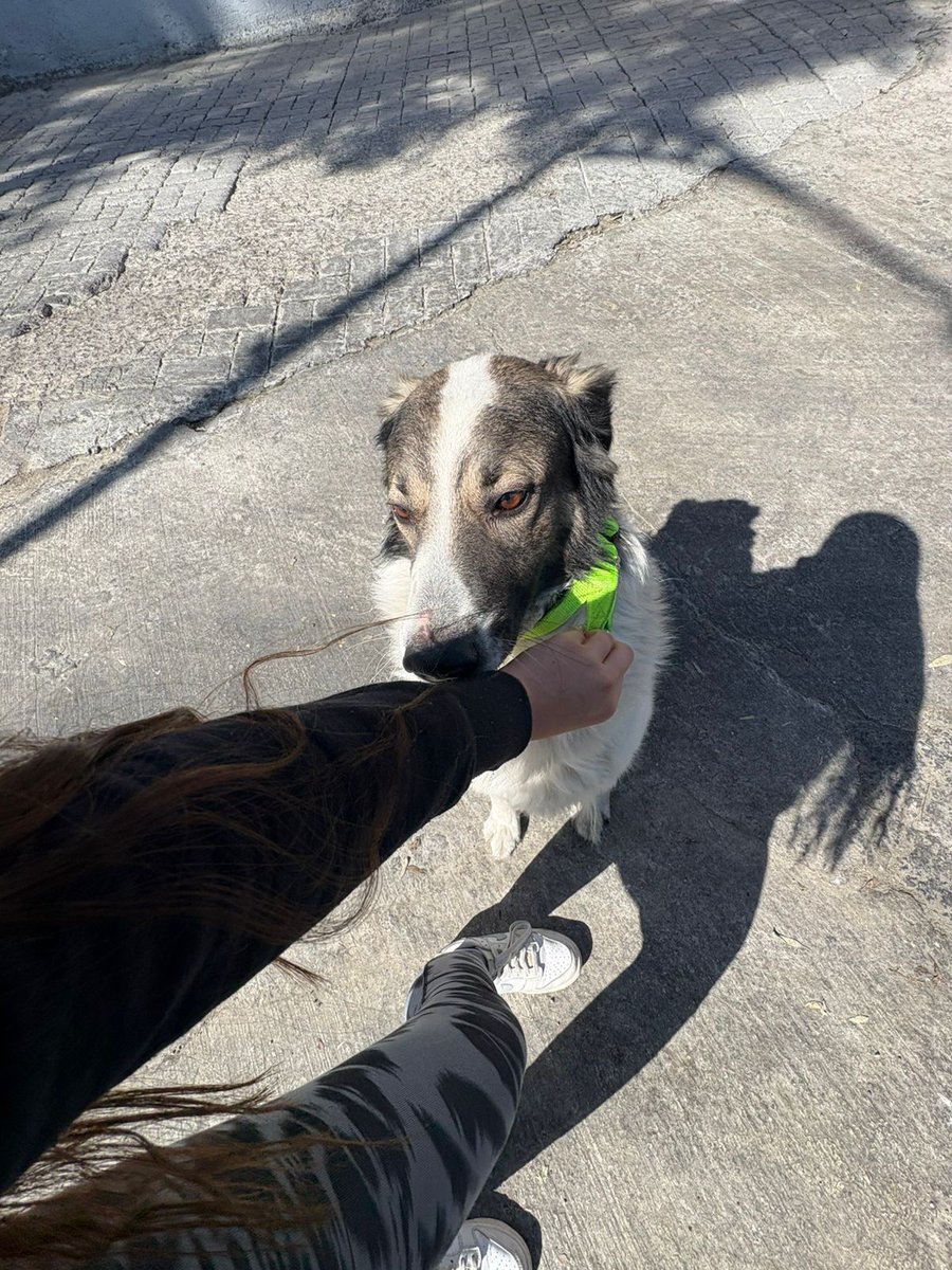 PERVERTL's tweet photo. @TlalpanVecinos encontramos este perrito en el km21 de la carretera libre ,
Se ve bien , se ve de cada . Muy educado y tranquilo
Pf ayudemos a que regrese a su casa https://t.co/DEIljegjiq