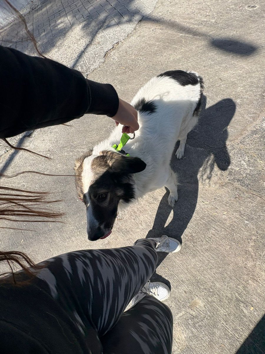 PERVERTL's tweet photo. @TlalpanVecinos encontramos este perrito en el km21 de la carretera libre ,
Se ve bien , se ve de cada . Muy educado y tranquilo
Pf ayudemos a que regrese a su casa https://t.co/DEIljegjiq