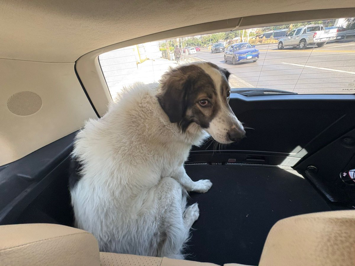 PERVERTL's tweet photo. @TlalpanVecinos encontramos este perrito en el km21 de la carretera libre ,
Se ve bien , se ve de cada . Muy educado y tranquilo
Pf ayudemos a que regrese a su casa https://t.co/DEIljegjiq