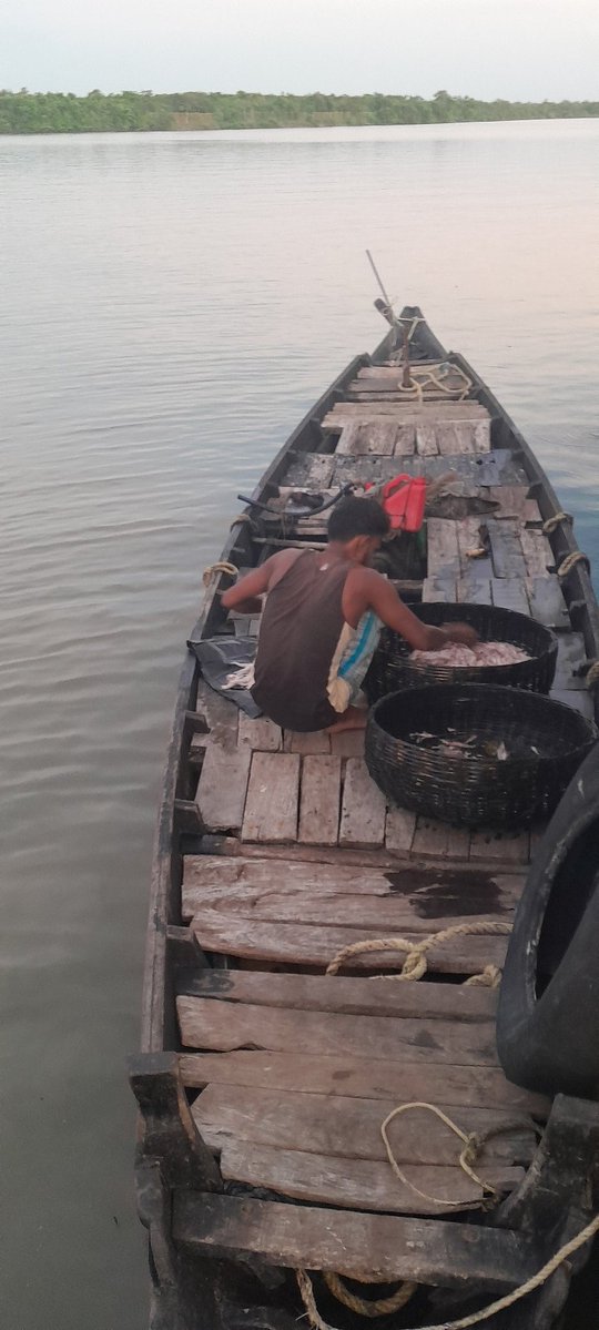 NABiC_SCSP's tweet image. The haul from a boat rowed by oars at Kumirmari sundarbans