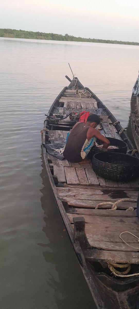 NABiC_SCSP's tweet image. The haul from a boat rowed by oars at Kumirmari sundarbans
