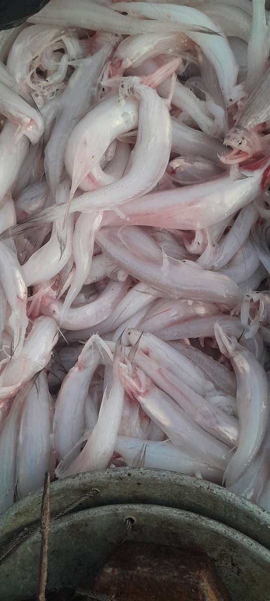 NABiC_SCSP's tweet image. The haul from a boat rowed by oars at Kumirmari sundarbans