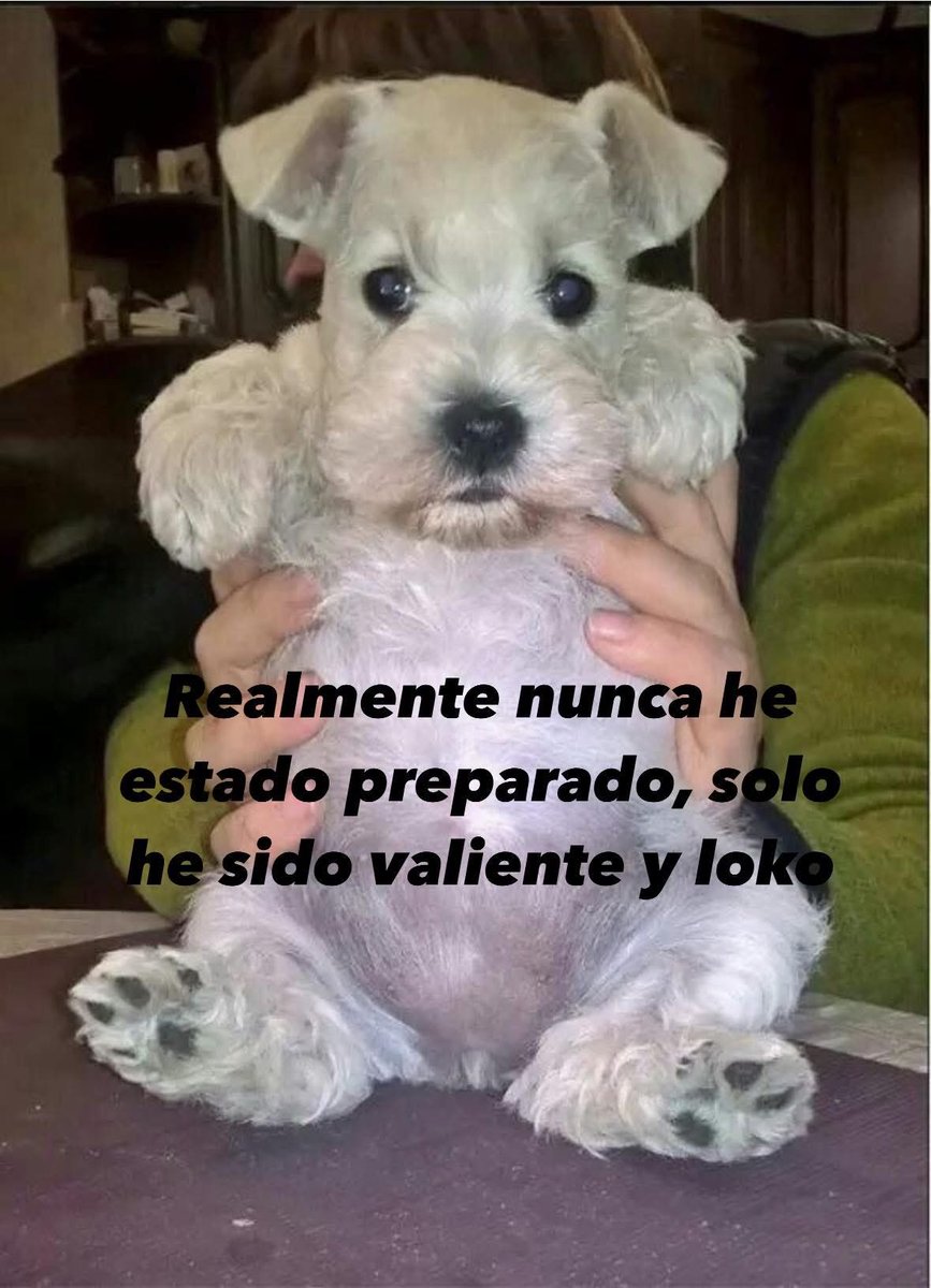 Dilo con perritos tweet media