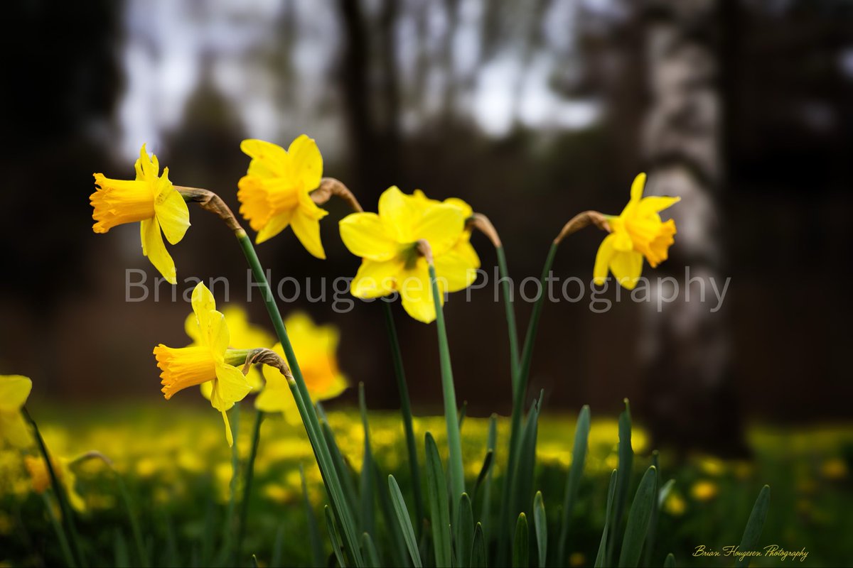 briHouges's tweet image. Spring bloom