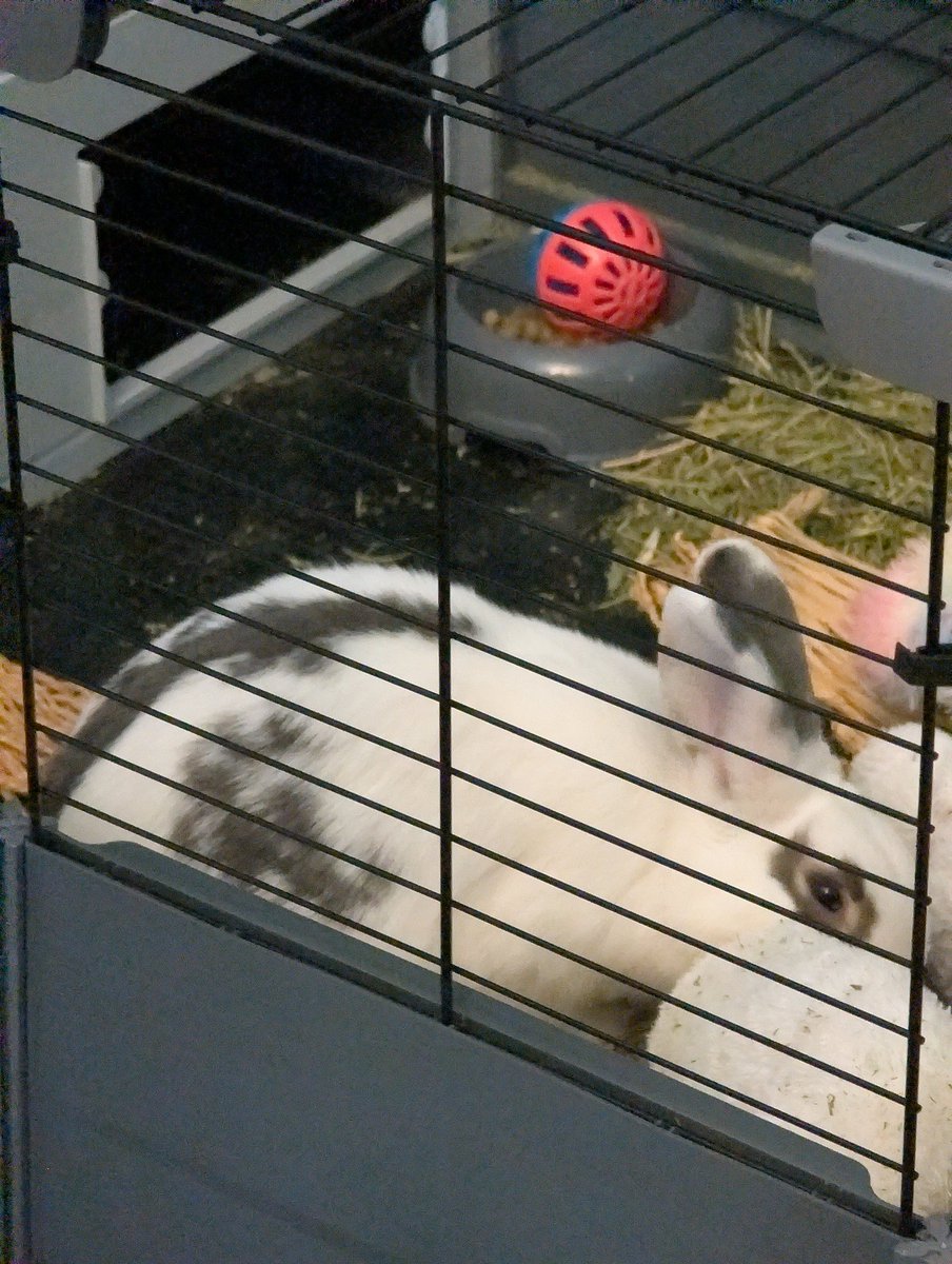 He's having a buntastic morning alot of binkies and loaf and rearranging the pair of his