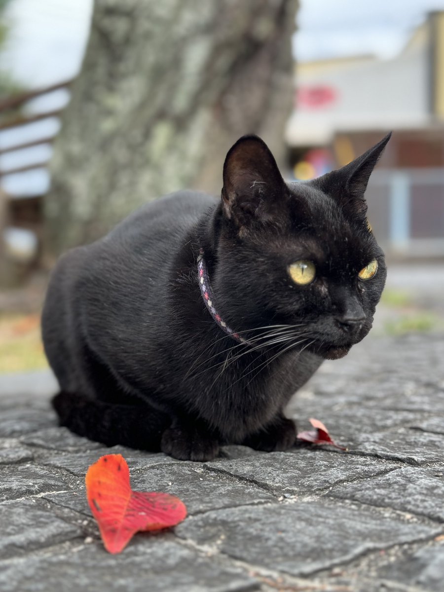 時をかける猫ニャ485 