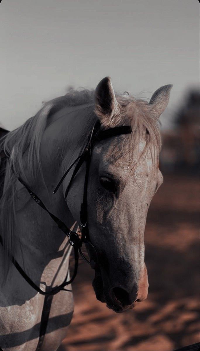 vip_____60's tweet image. وإنّي عَلَىٰ صَبْرٍ جَمِيل حَتَّىٰ ألقىٰ مَا أُرِيد يا الله 💔