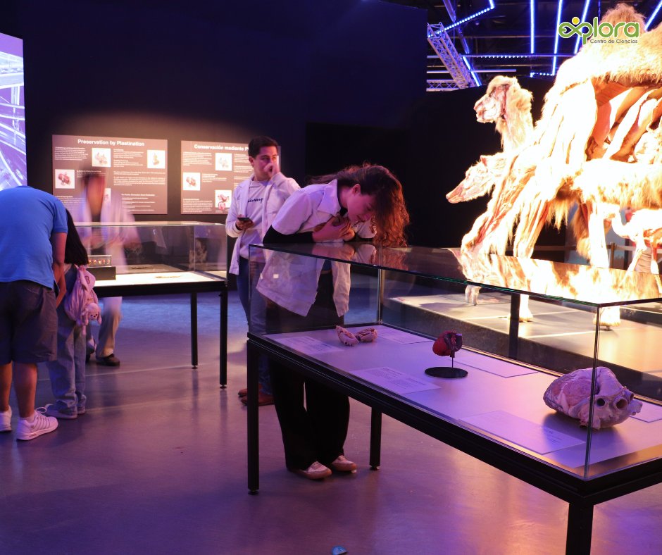ExploraLeon's tweet image. ¡Cada vez más escuelas de distintos niveles se suman a vivir la experiencia internacional Body Worlds: Animal Inside Out!  
Haz tu reservación escolar aquí reserva@explora.mx
#AnimalInsideOutExplora
#SafariDeCienciasExplora