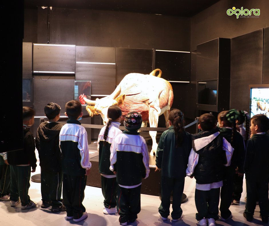 ExploraLeon's tweet image. ¡Cada vez más escuelas de distintos niveles se suman a vivir la experiencia internacional Body Worlds: Animal Inside Out!  
Haz tu reservación escolar aquí reserva@explora.mx
#AnimalInsideOutExplora
#SafariDeCienciasExplora