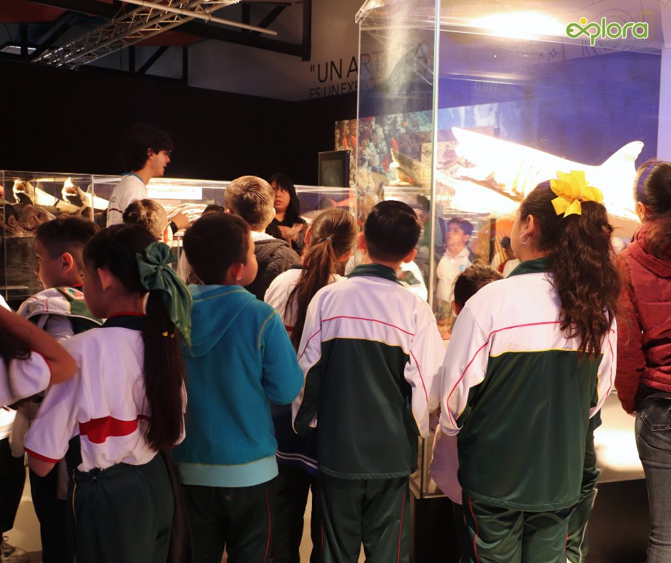 ExploraLeon's tweet image. ¡Cada vez más escuelas de distintos niveles se suman a vivir la experiencia internacional Body Worlds: Animal Inside Out!  
Haz tu reservación escolar aquí reserva@explora.mx
#AnimalInsideOutExplora
#SafariDeCienciasExplora