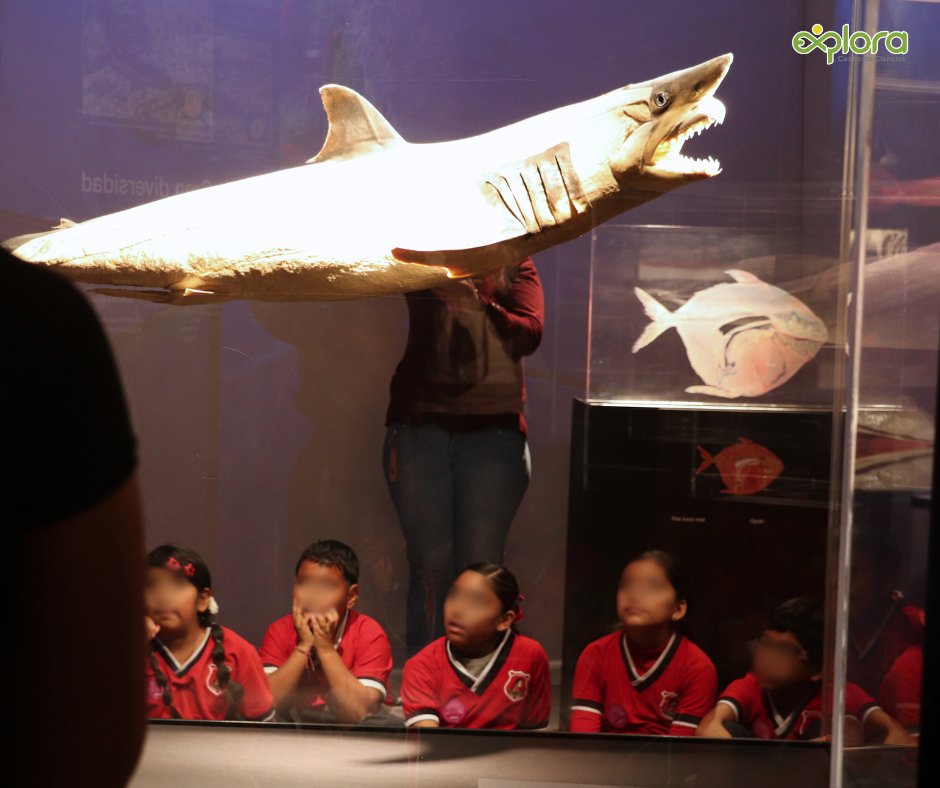 ExploraLeon's tweet image. ¡Cada vez más escuelas de distintos niveles se suman a vivir la experiencia internacional Body Worlds: Animal Inside Out!  
Haz tu reservación escolar aquí reserva@explora.mx
#AnimalInsideOutExplora
#SafariDeCienciasExplora