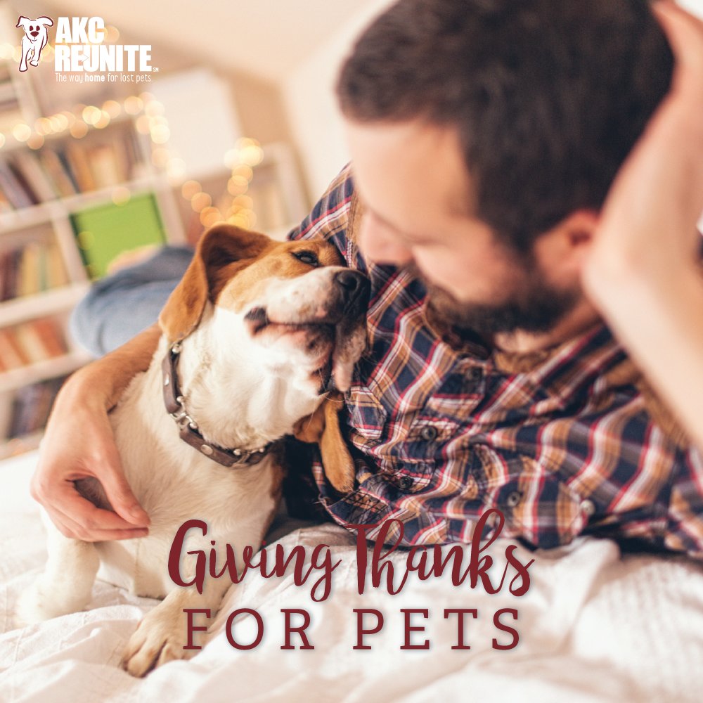 akcreunite's tweet image. Thanksgiving is just around the corner! Let’s spread the joy and share why we are thankful for our animal companions throughout the year! #ThankfulForPets #PuppyLove #KittyLove