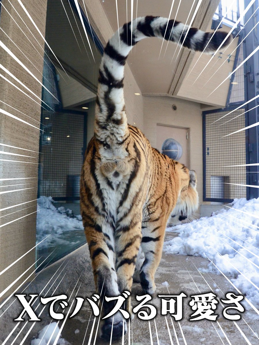 じんせい🌱作業しろ (@jinsei_nyannyan) on Twitter photo 