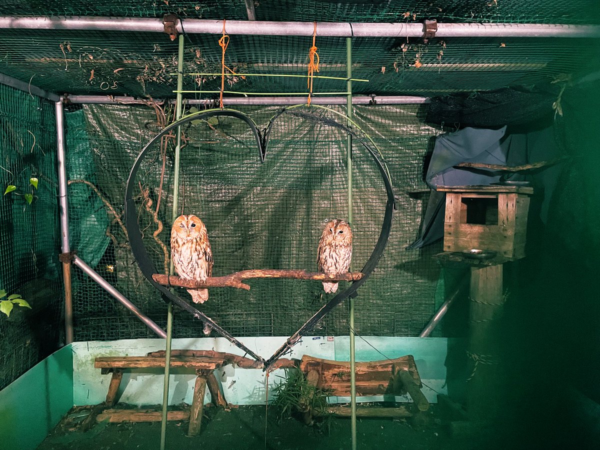 カレンダーお渡し会が来週11月16日に新大久保のR'sアートコートで開催されます〜
お時間ありましたら是非お立ち寄りください♪当日の御参加お待ちしています(〃ω〃)お渡し会まで後8日‼︎
👇新たにグッズ情報👇
miura-ryosuke.fanmo.jp/info.php?id=306
ダブルフクロウのダブルウインク😘