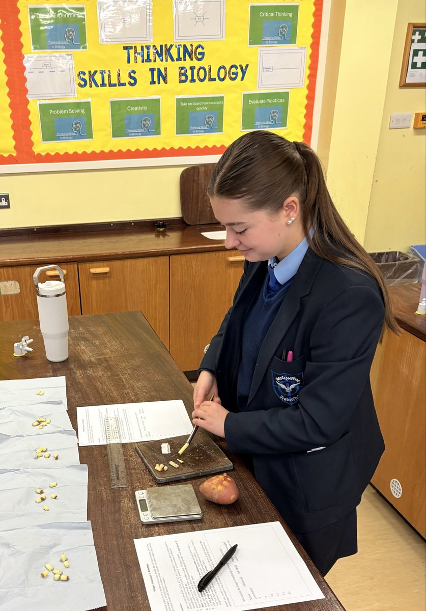 SPCScienceDept's tweet photo. Osmosis in Action: What’s Your Potato’s Potential? 

AS Biology students dug into the science of solute potential—one potato slice at a time! 🥔 https://t.co/txSstzR2QH