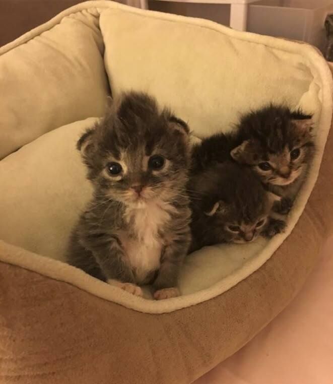 Little man has a little Mohawk.