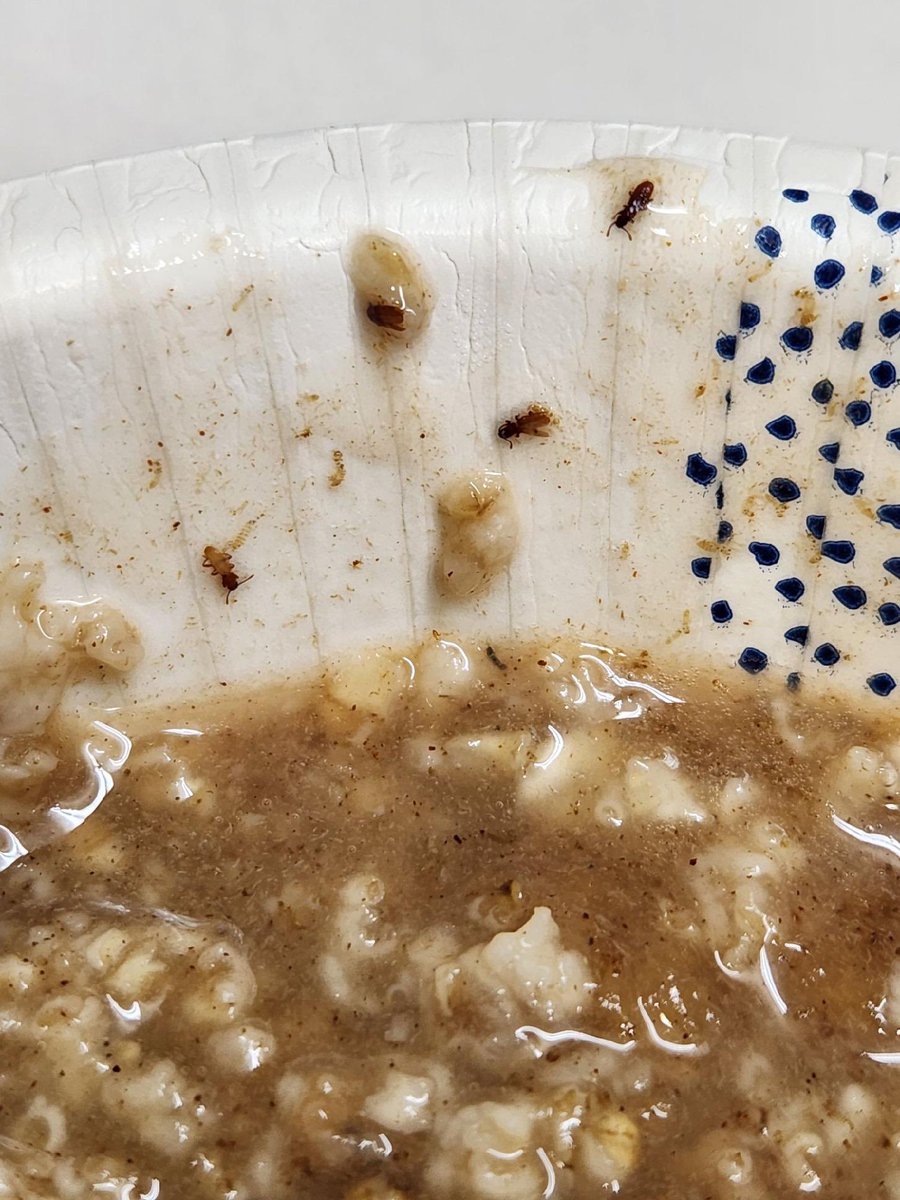 Spirit of the Bull tweet media