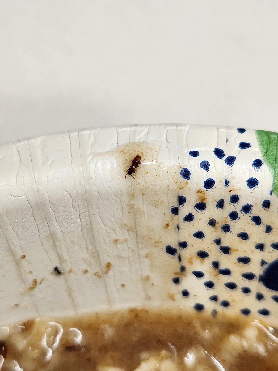 Spirit of the Bull tweet media