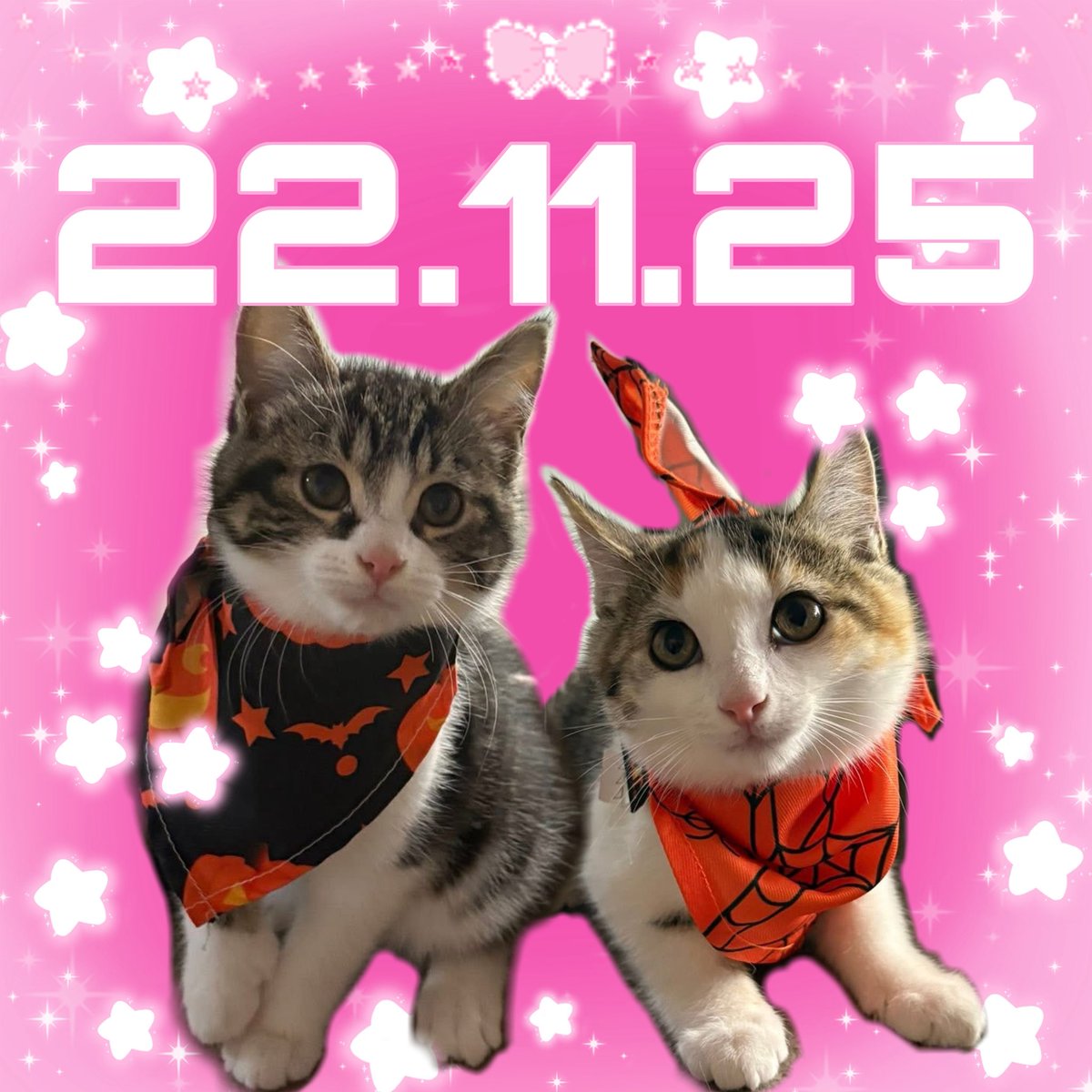 condimentscats tweet picture