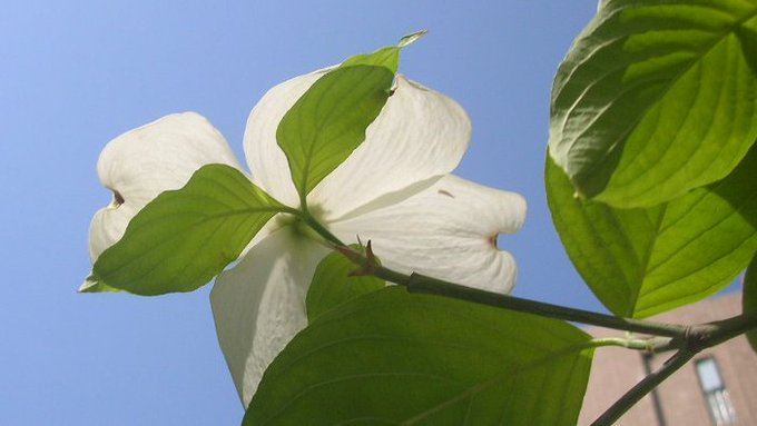 honky_tonk's tweet image. 分かっているのは、今何がしたいかだけ。
内なる【場】にあるエネルギー・インスピレーション・愛・方向感がすべて。

「如何なる花を咲かせる我なのか」、表面意識は知ることなし。
唯一可能なのは、見えない力を信頼し、委ねる事。

目下最新の行為に集中。
#entrust #委ねる