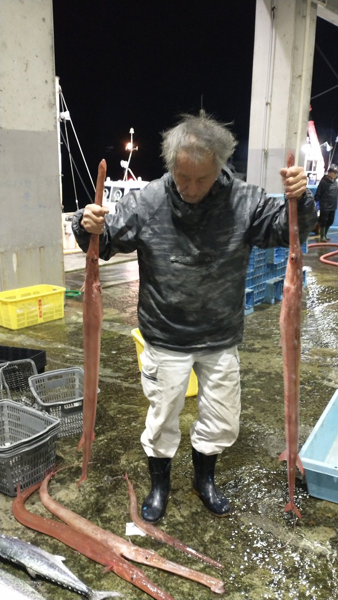 manazurugyokyo's tweet image. 顔出しNGでうつむいてますが、頭頂はOK😁

大きいヤガラが出て来て、冬ですね。